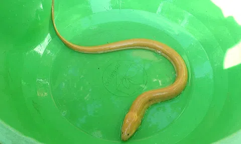 Đồng Tháp: Bất ngờ trước màu sắc của con lươn lạ