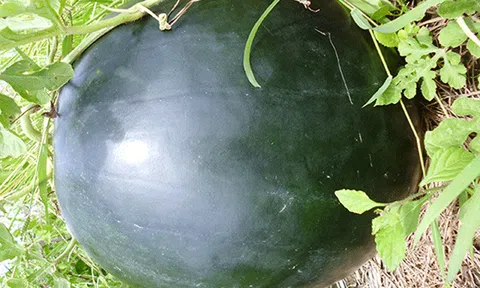 Bạc Liêu: Xem dưa hấu 'khủng' cân nặng 17 kg