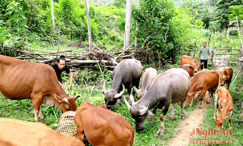 Hiệu quả từ các mô hình chăn nuôi ở rẻo cao Kỳ Sơn