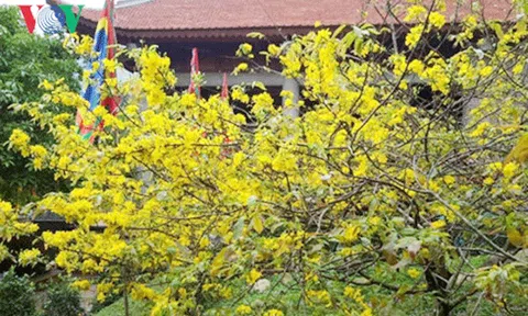 Mai vàng Yên Tử được công nhận là Cây Di sản Việt Nam