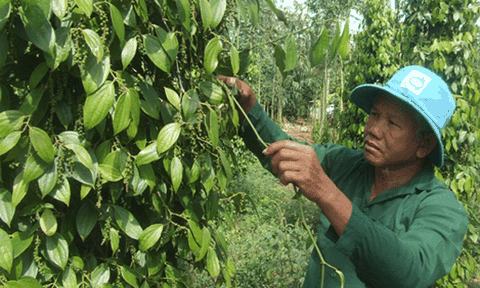 Huyện Châu Đức: Hướng tới xây dựng vùng cung cấp nông sản sạch