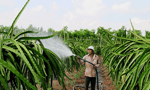 Hội Cựu chiến binh xã Phú Kiết: Điển hình giúp nhau giảm nghèo làm kinh tế giỏi