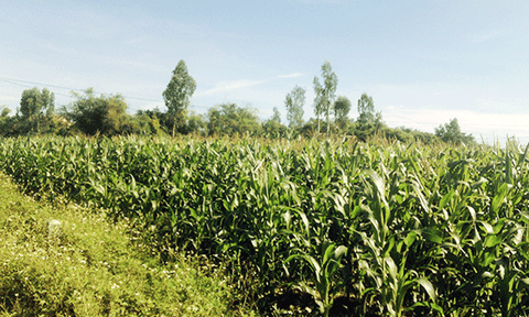 Hiệu quả chuyển đổi cơ cấu cây trồng tại xã Quảng Minh