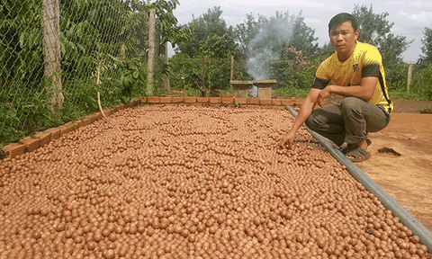 Nhà nông trồng và tự chế biến mắc ca