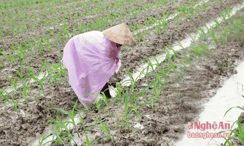 Nghệ An: 4,9 tỷ đồng hỗ trợ nông dân trồng ngô đông trên đất 2 lúa
