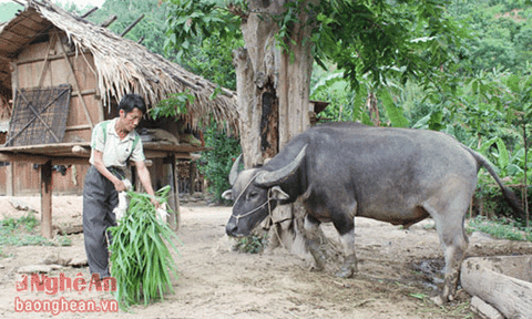 Nghệ An: Tương Dương phòng chống dịch bệnh cho gia súc trong mùa mưa