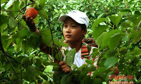 Chín đỏ mùa hồng miền Tây xứ Nghệ