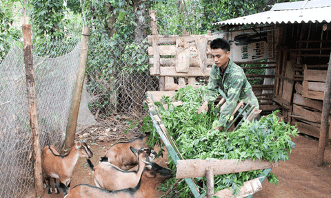 Cam Lộ: Phát triển mô hình nuôi dê nhốt chuồng