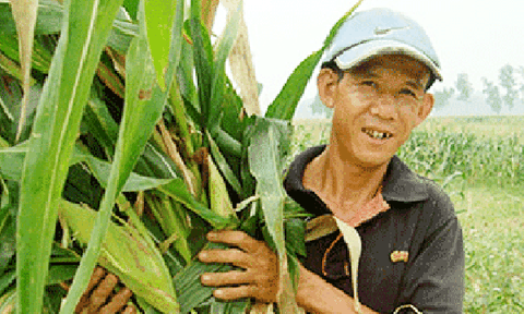 Sau mưa, nông dân tất tả thu hoạch ngô non