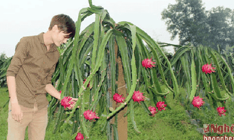 Thanh long ruột đỏ thích nghi với vùng đồi Thanh Chương