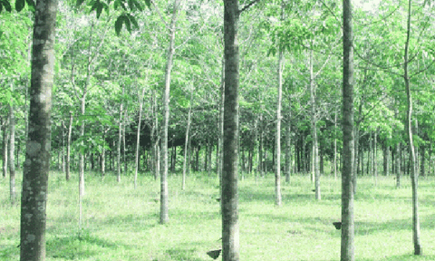 Triệu Thượng khai thác lợi thế để phát triển kinh tế