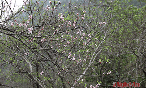 Ngắm hoa đào nở giữa mùa Thu ở Mường Lống