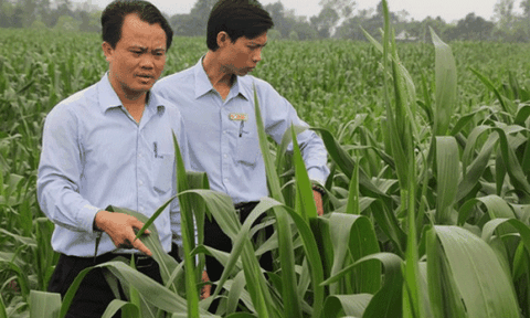 Hà Tĩnh: Bà con nông dân “đổi đời” với những cánh đồng ngô sinh khối