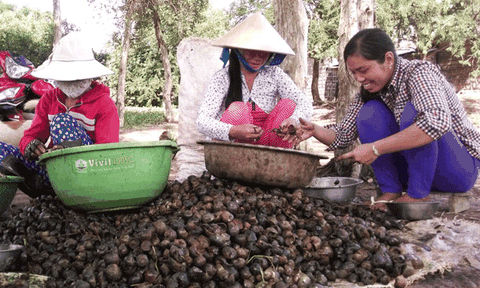 Nông dân có thêm thu nhập từ bắt ốc bươu vàng