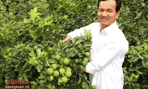 Những nông dân thu nhập tiền tỷ ở Anh Sơn