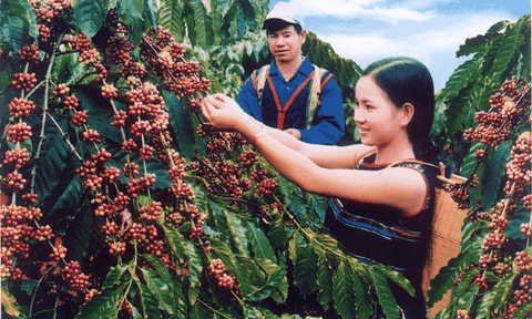 Đắk Lắk sẽ tổ chức Lễ hội cà phê Buôn Ma Thuột lần thứ 6