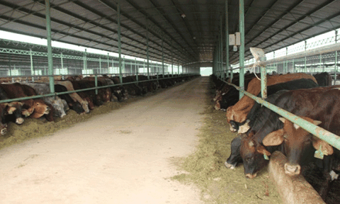 Dự án nuôi bò ở Hà Tĩnh: “Cú hích” trong phát triển nông nghiệp