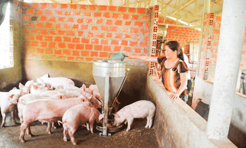 Vươn lên từ mô hình chăn nuôi lợn