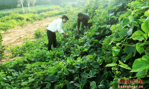 Làm giàu ở vùng đất tứ bề gian khó