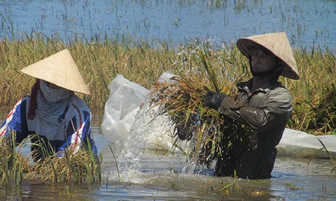 Dầm mình trong nước, vớt vát những diện tích lúa bị ngập