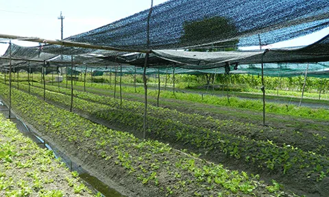 Rau an toàn và bài toán cung-cầu