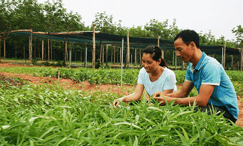 Thạc sỹ... trồng rau