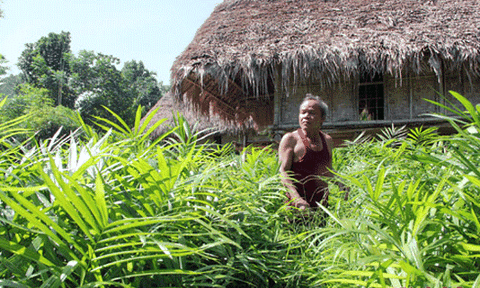 Bí đầu ra, hàng vạn cây mây giống đang... 'chết già'