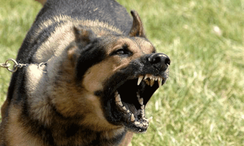 Nghệ An: Xuất hiện ổ dịch chó dại, đã có 1 người tử vong