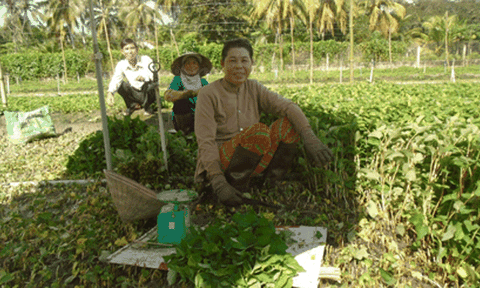 Làm giàu nhờ trồng rau diếp cá