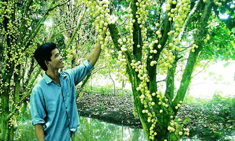 Sông nước Phong Điền