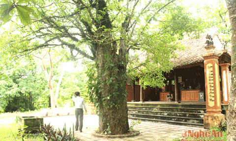 Độc đáo ngôi đình cổ giữa quần thể lộc vừng cổ thụ