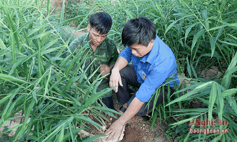 Trồng gừng trong bao tải, kỹ sư cơ khí 9X có thu nhập cao