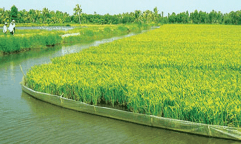 Bấp bênh cây lúa