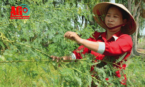 Nỗi buồn điên điển