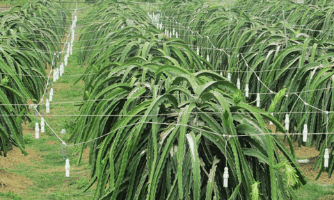 Hiệu quả từ việc sử dụng đèn Compact xông thanh long