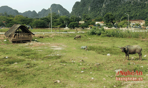 Dự án TECCO Con Cuông thành bãi thả trâu bò