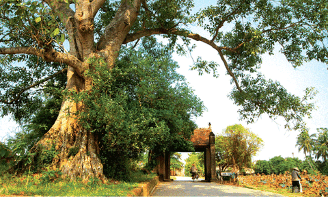 Mông Phụ - Biểu tượng truyền thống của làng quê Việt