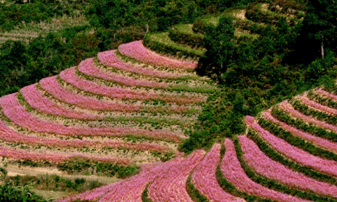 Mê mải một loài hoa