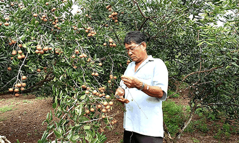 Đến Xuyên Mộc, "say" với nhãn xuồng, thanh long