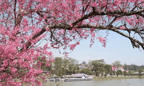 Chuẩn bị tổ chức Lễ hội mai anh đào tại Đà Lạt