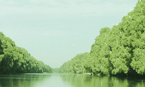 Mênh mang Tháp Mười