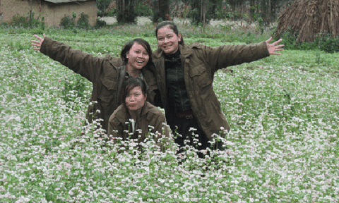 Tam giác mạch và sinh kế của người dân trên Cao nguyên đá