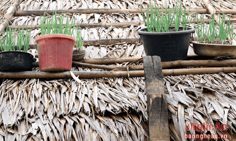 Độc đáo những 'mảnh vườn' trên mái nhà ở miền Tây xứ Nghệ