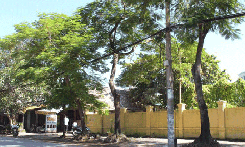 Đừng để vì chống bão, mà cắt đứt 'lá phổi xanh'...