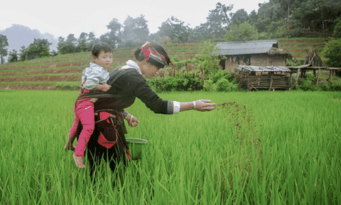  Những người phụ nữ ở bản Thôm Ly 