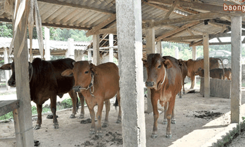 Chợ thành chuồng bò