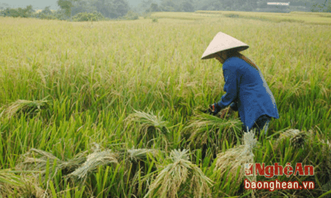 Năng suất lúa mùa ở Con Cuông cao nhất từ trước tới nay