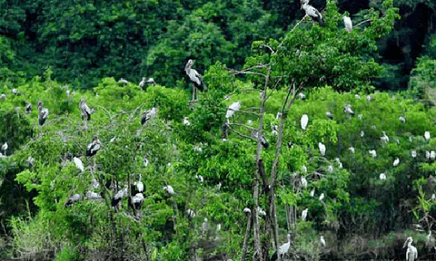 Có một vườn cò giữa lòng Sài Gòn đầy thơ mộng