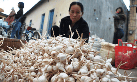 Người dân Lý Sơn lo không còn đất trồng đặc sản hành, tỏi