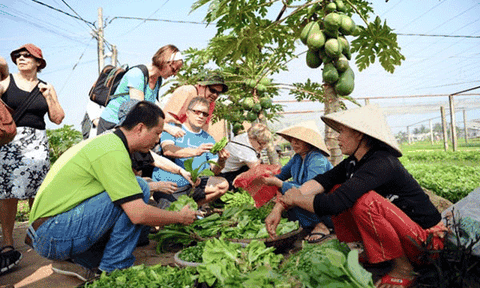 Về làng rau Trà Quế